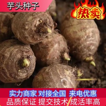 芋头种子正宗毛芋头种子提供技术量大从优包售后