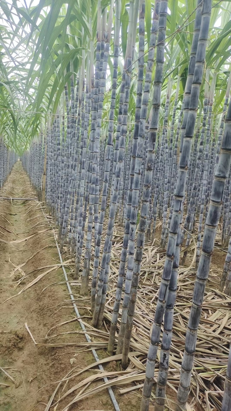 云南黑皮甘蔗节长长度高货量大全国能发包食宿一条龙按需分拣打包