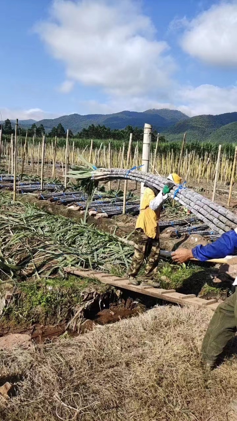 云南黑皮甘蔗节长长度高货量大全国能发包食宿一条龙按需分拣打包