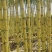 云南青皮甘蔗节长汁多皮薄好剥全国发货量大从优视频实地看货