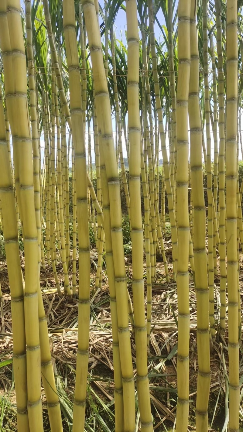 云南青皮甘蔗节长汁多皮薄好剥全国发货量大从优视频实地看货