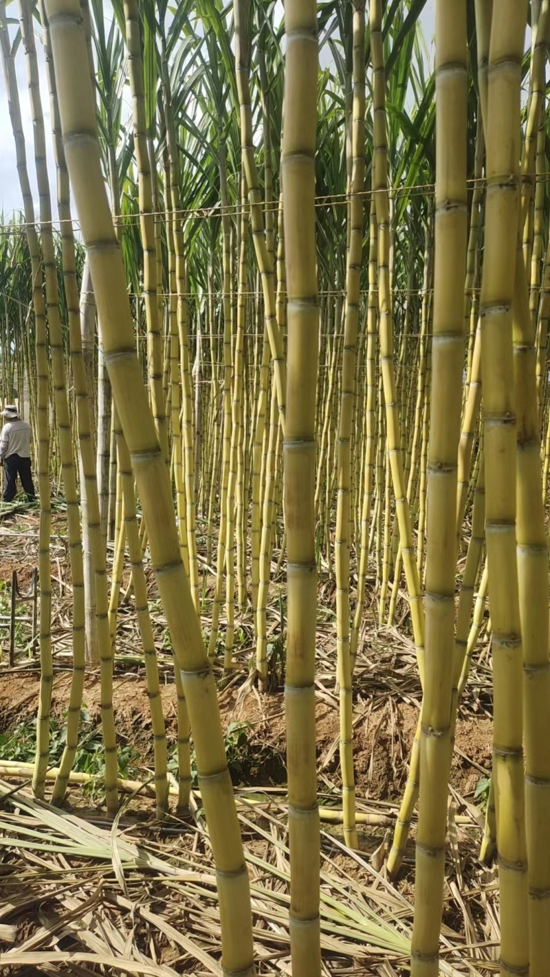 云南青皮甘蔗节长汁多皮薄好剥全国发货量大从优视频实地看货