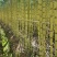 云南青皮甘蔗节长汁多皮薄好剥全国发货量大从优视频实地看货