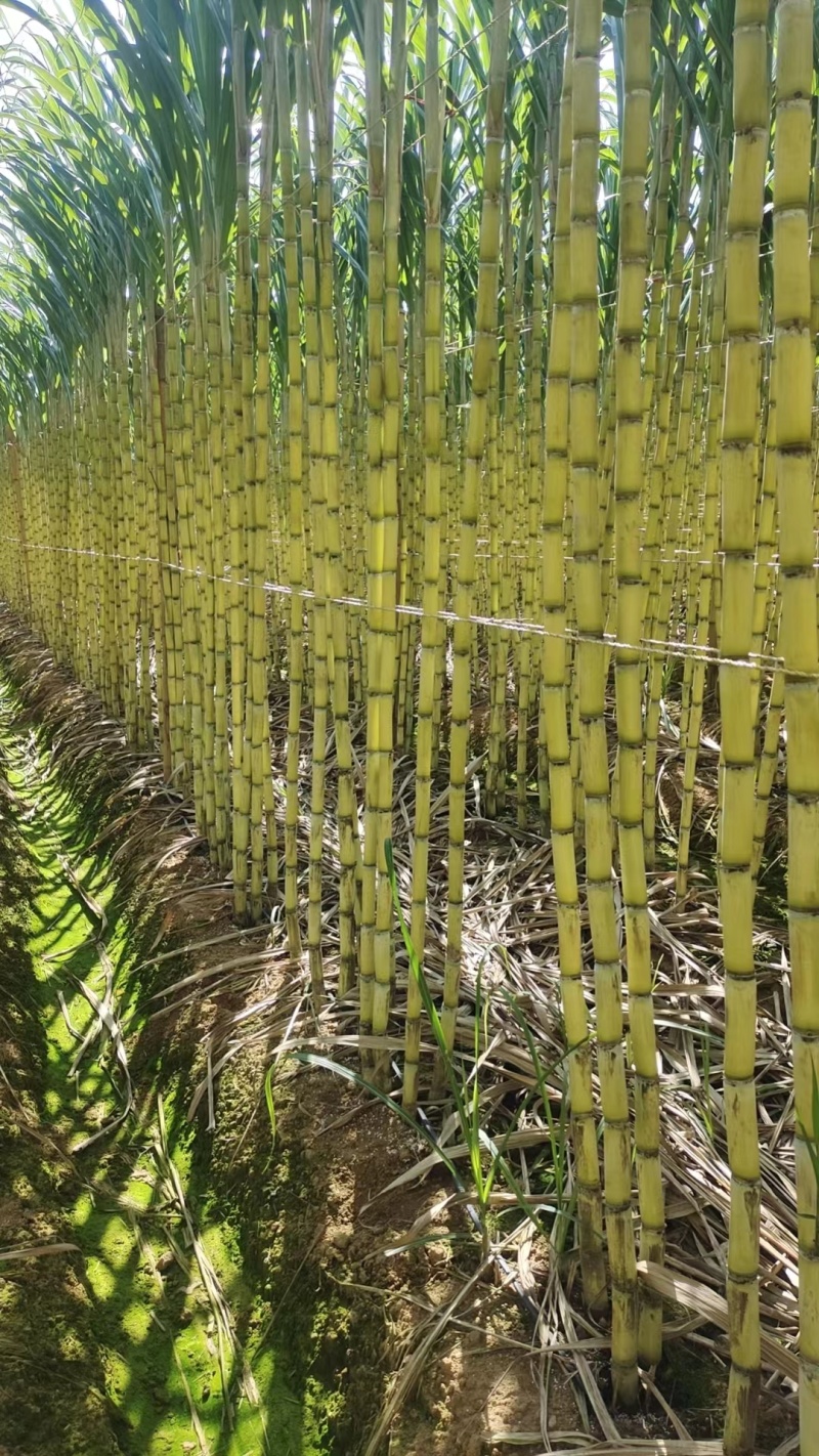 云南青皮甘蔗节长汁多皮薄好剥全国发货量大从优视频实地看货