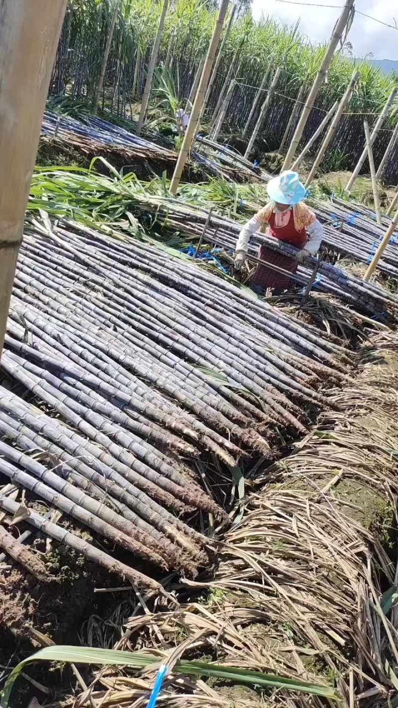 云南青皮甘蔗节长汁多皮薄好剥全国发货量大从优视频实地看货