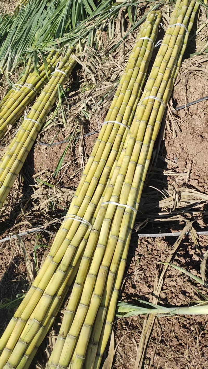 云南青皮甘蔗节长汁多皮薄好剥全国发货量大从优视频实地看货