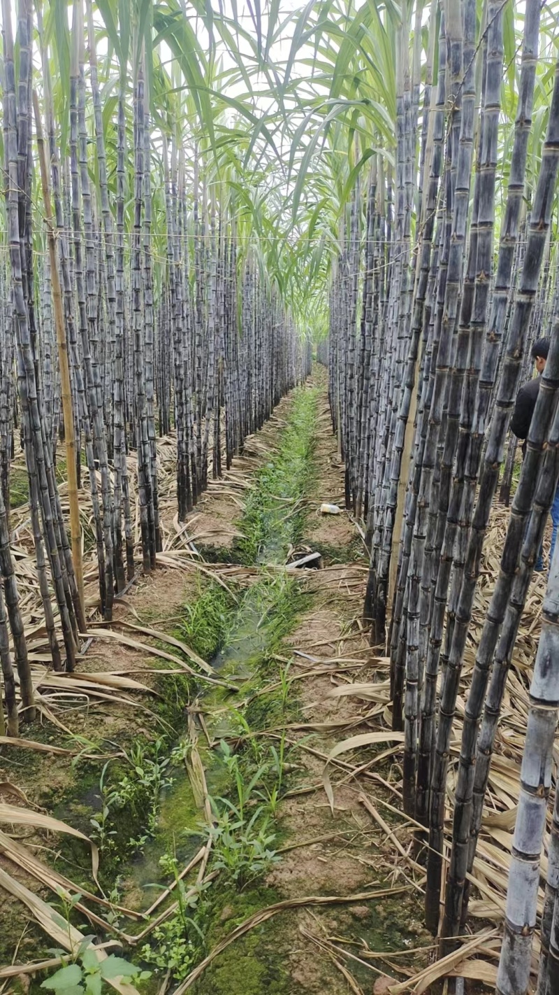 云南青皮甘蔗节长汁多皮薄好剥全国发货量大从优视频实地看货