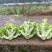 四川新鲜儿菜现砍现发农家自种大量上市货源稳定欢迎咨询