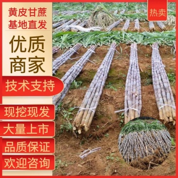 广西贵州紫皮甘蔗批发甜甘蔗薄皮甘蔗、货源充足质量保证