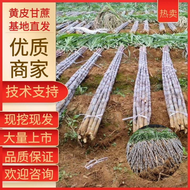 广西贵州紫皮甘蔗批发甜甘蔗薄皮甘蔗、货源充足质量保证