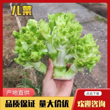 四川新鲜儿菜现砍现发农家自种大量上市货源稳定欢迎咨询