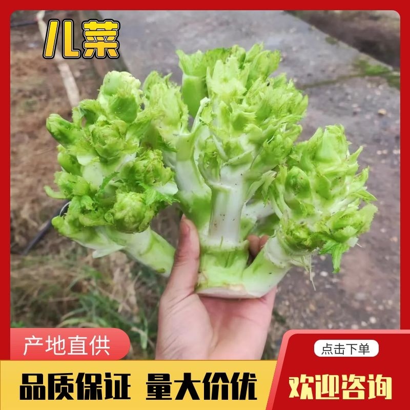 四川新鲜儿菜现砍现发农家自种大量上市货源稳定欢迎咨询