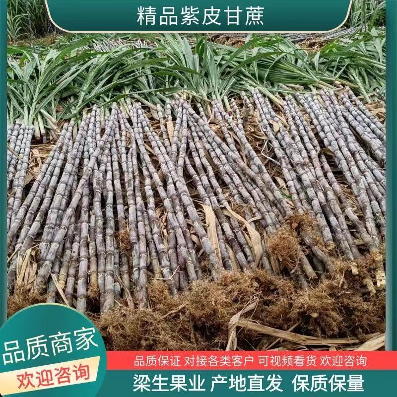 贵州甘蔗紫皮甘蔗产地一手货源汁多渣少红糖专选