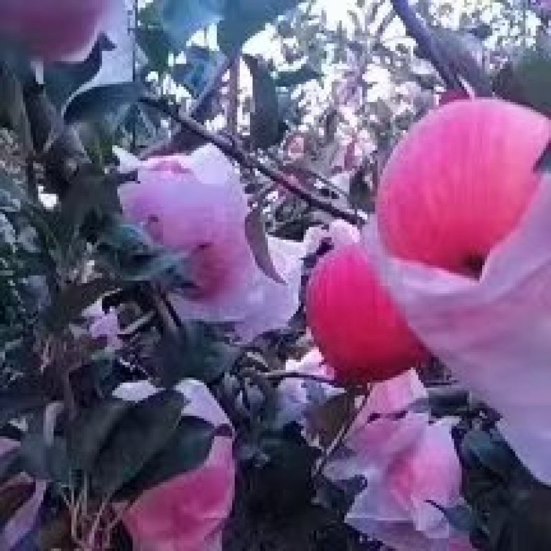 产地直销精品红富士苹果大量有货水分足口感甜欢迎咨询