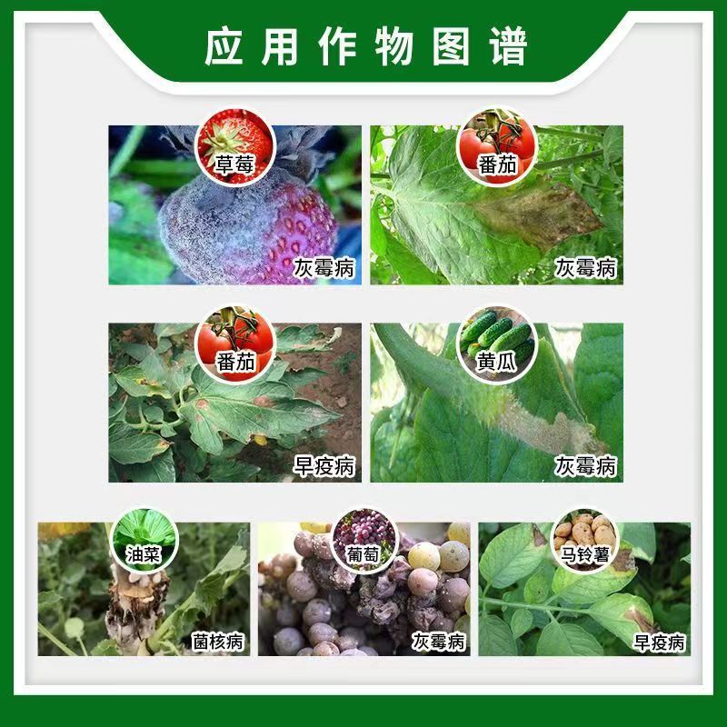 50%啶酰菌胺葡萄草莓油菜灰霉早疫菌核病农药杀菌剂