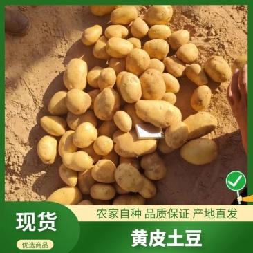 陕西榆林【v7土豆】纯沙土黄皮黄心/薯型好/保质保量