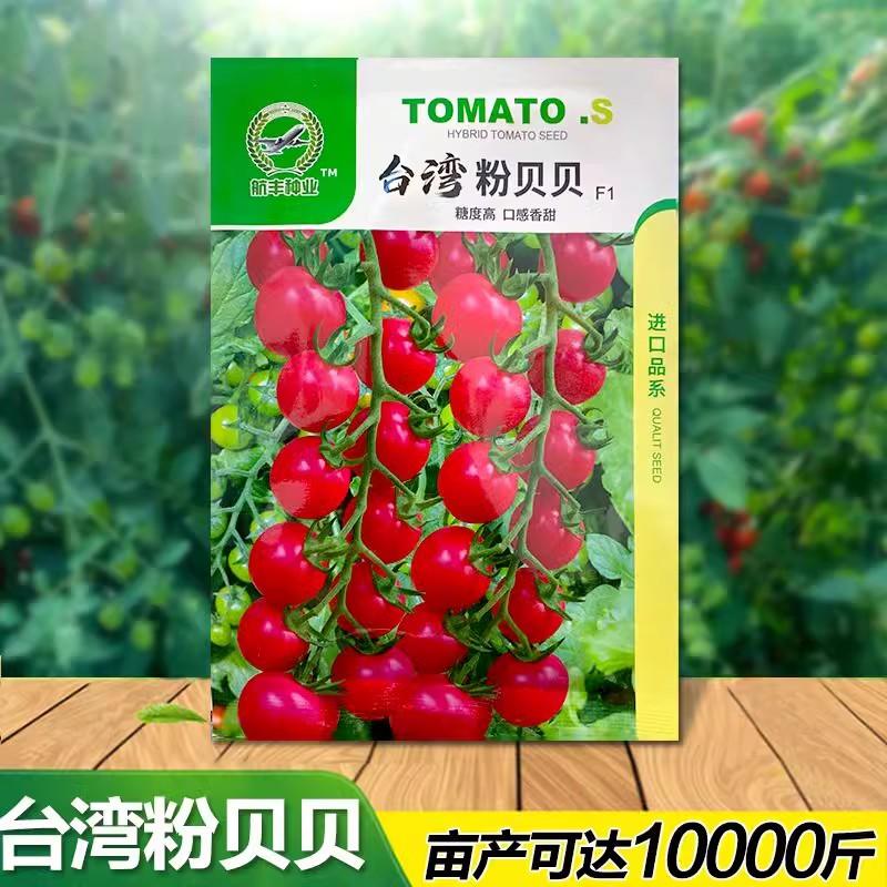 台湾粉贝贝樱桃小番茄种子，台湾引进，口感香甜，抗热抗病