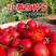 台湾粉贝贝樱桃小番茄种子，台湾引进，口感香甜，抗热抗病
