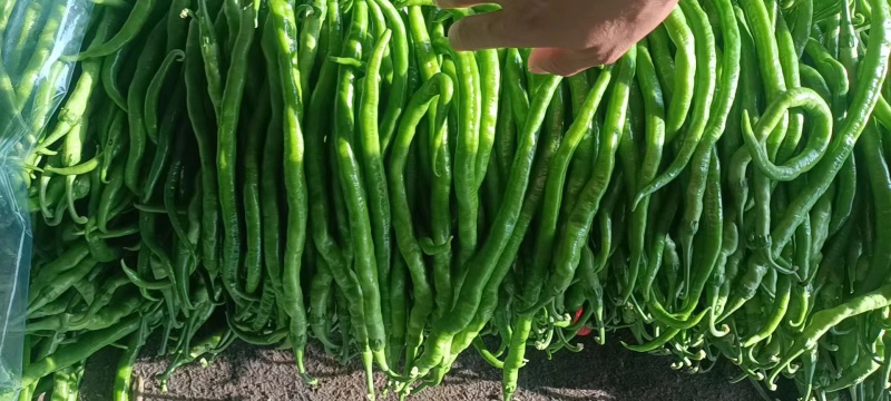 内黄大棚优质8号线椒大量上市，一手货源，货源充足