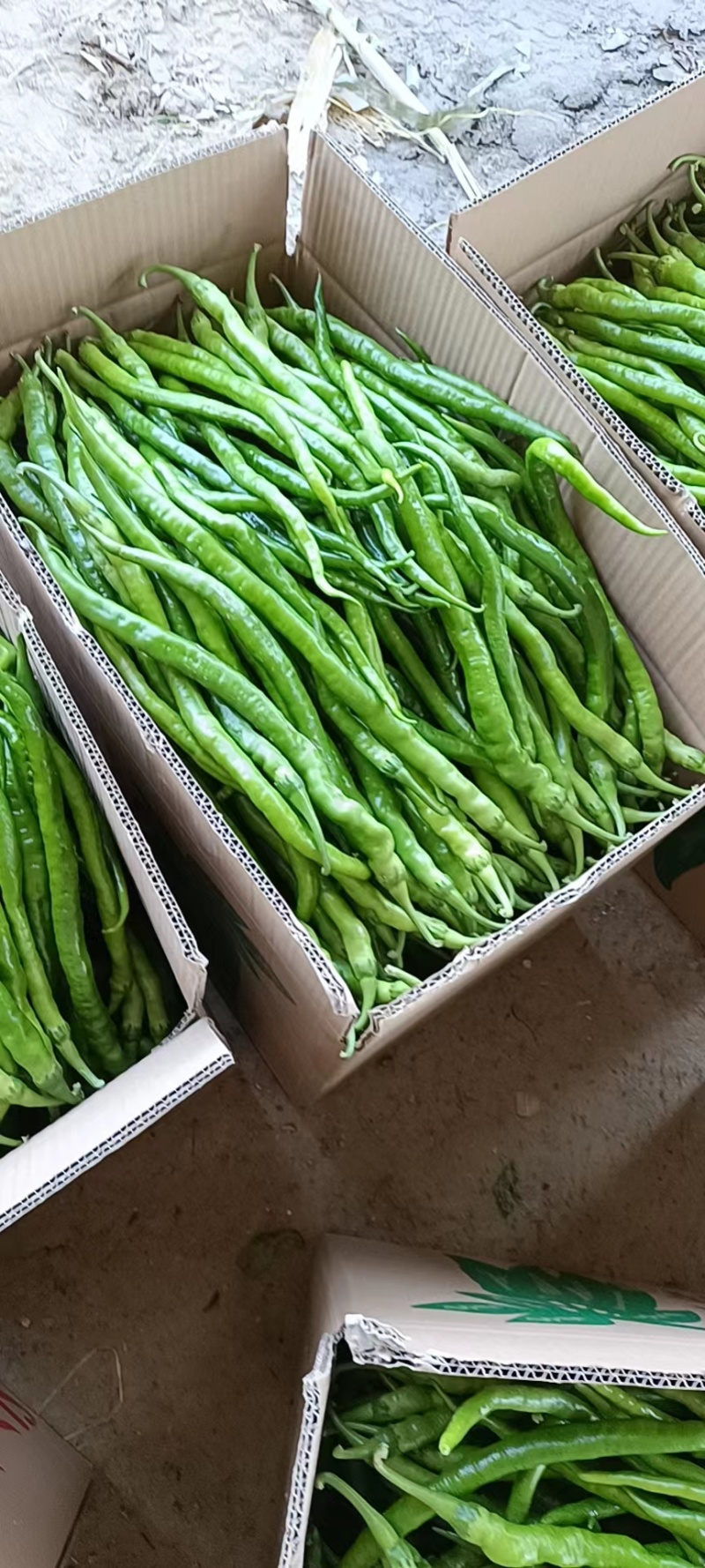 内黄大棚优质8号线椒大量上市，一手货源，货源充足