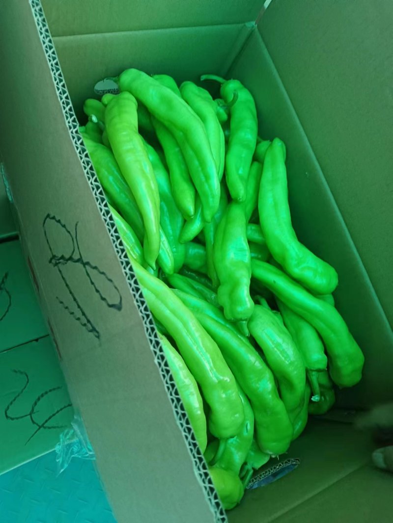 【热卖中】牛角椒青皮辣椒品种齐全可视频看货对接商超市场