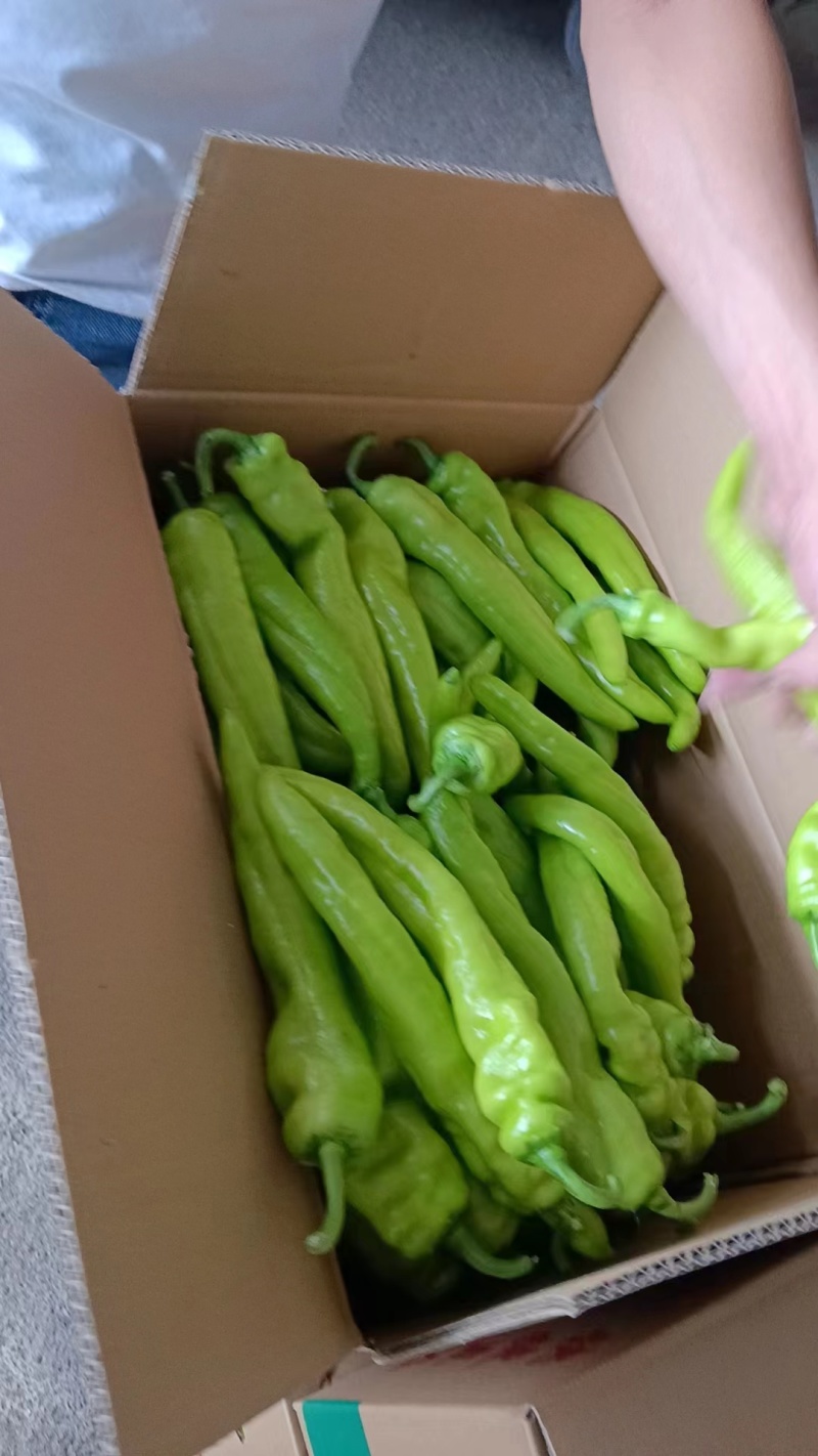 【热卖中】牛角椒青皮辣椒品种齐全可视频看货对接商超市场