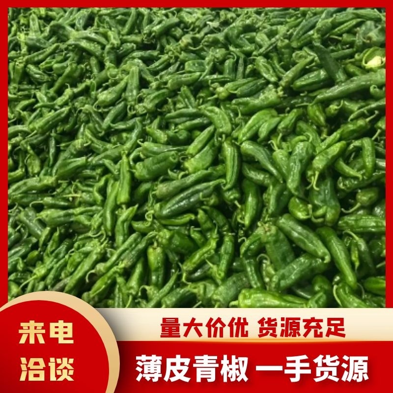 鲜辣椒薄皮大青椒八号辣椒大量出货一手货源产地直发