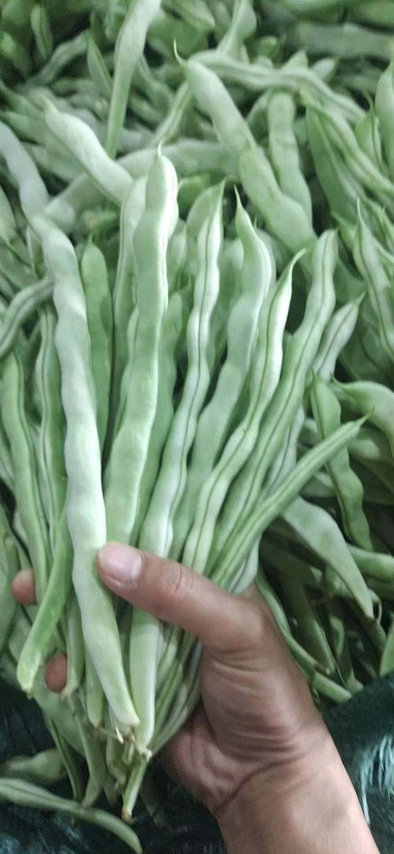 云南保山白豆精品推荐产地种植一手货源自家种植欢迎电联