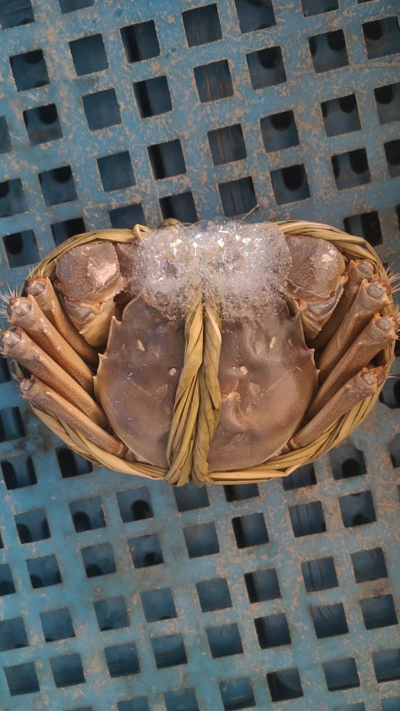 【推荐】安徽大闸蟹养殖一手货源价格稳定，常年供货全国各地