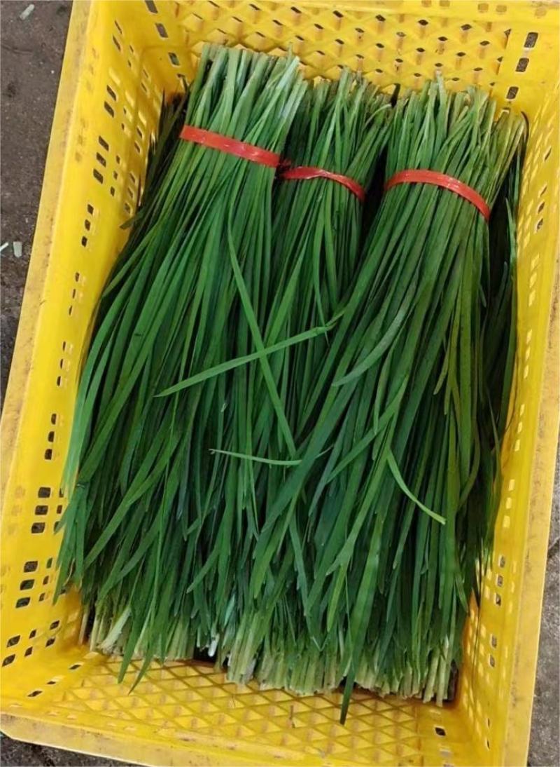 湛江韭菜精品推荐广东韭菜品质保证欢迎各位前来选购