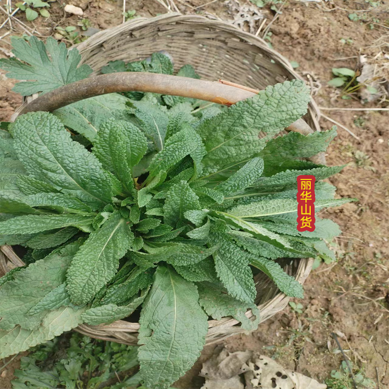 蛤蟆草癞头棵荔枝草新鲜货干货雪见草现挖炒鸡蛋泡茶干品