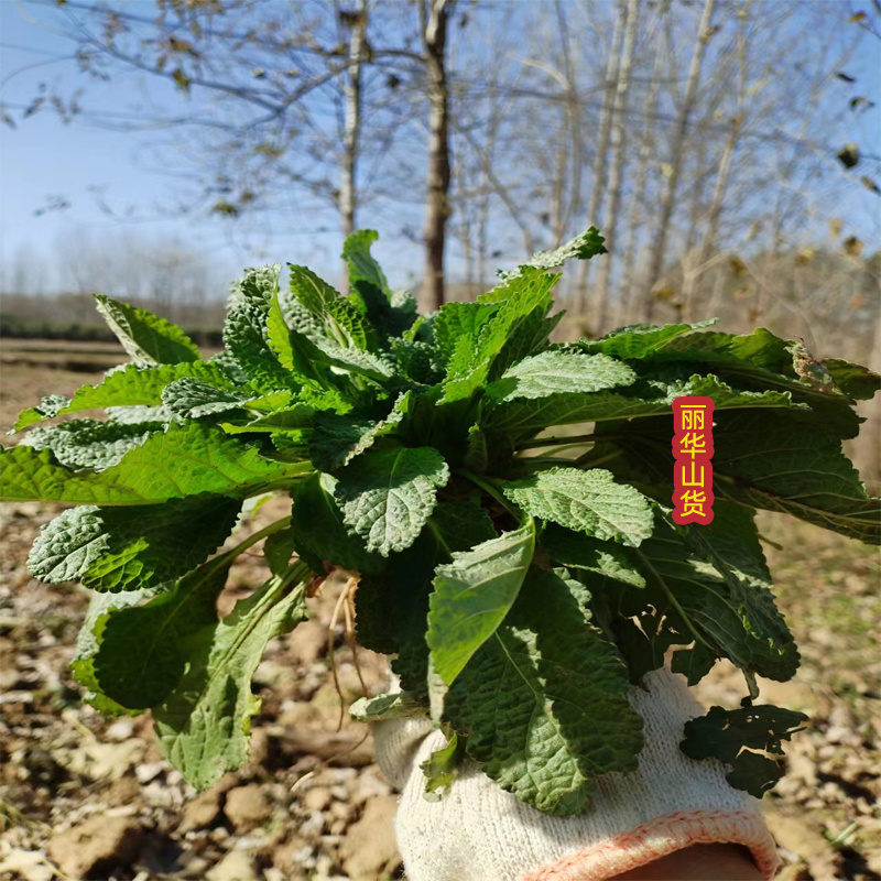 蛤蟆草癞头棵荔枝草新鲜货干货雪见草现挖炒鸡蛋泡茶干品