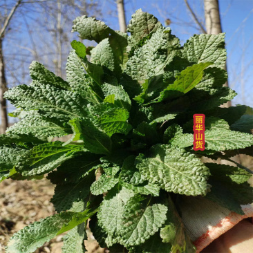 蛤蟆草癞头棵荔枝草新鲜货干货雪见草现挖炒鸡蛋泡茶干品