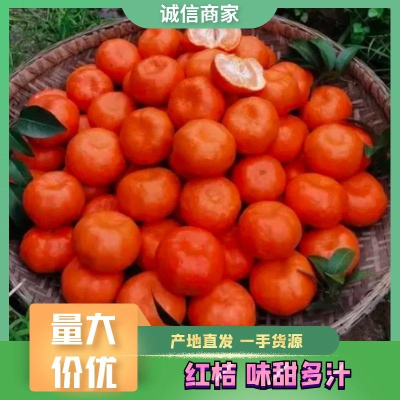 万州红桔，古红桔开始大量上市红橘可做陈皮