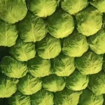 精品甘蓝，产地直发货源充足可视频看货欢迎联系