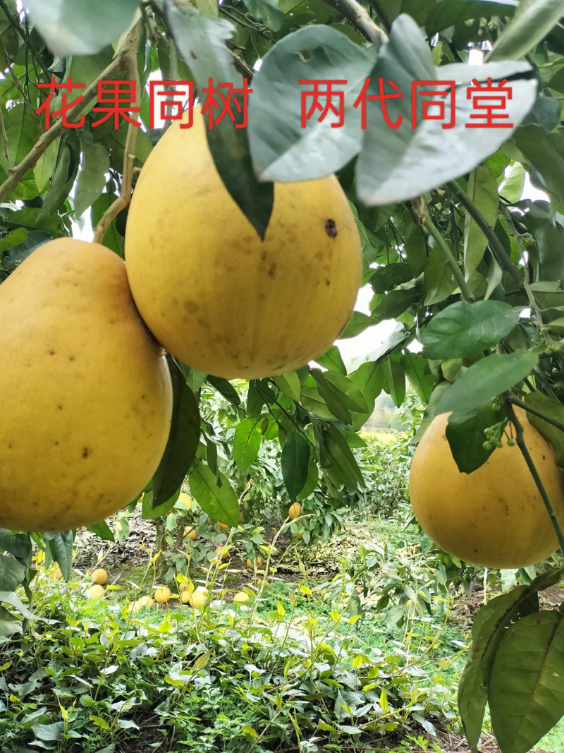 柚子，贵州蜜柚，量大价优，支持一件代发，对接全国市场