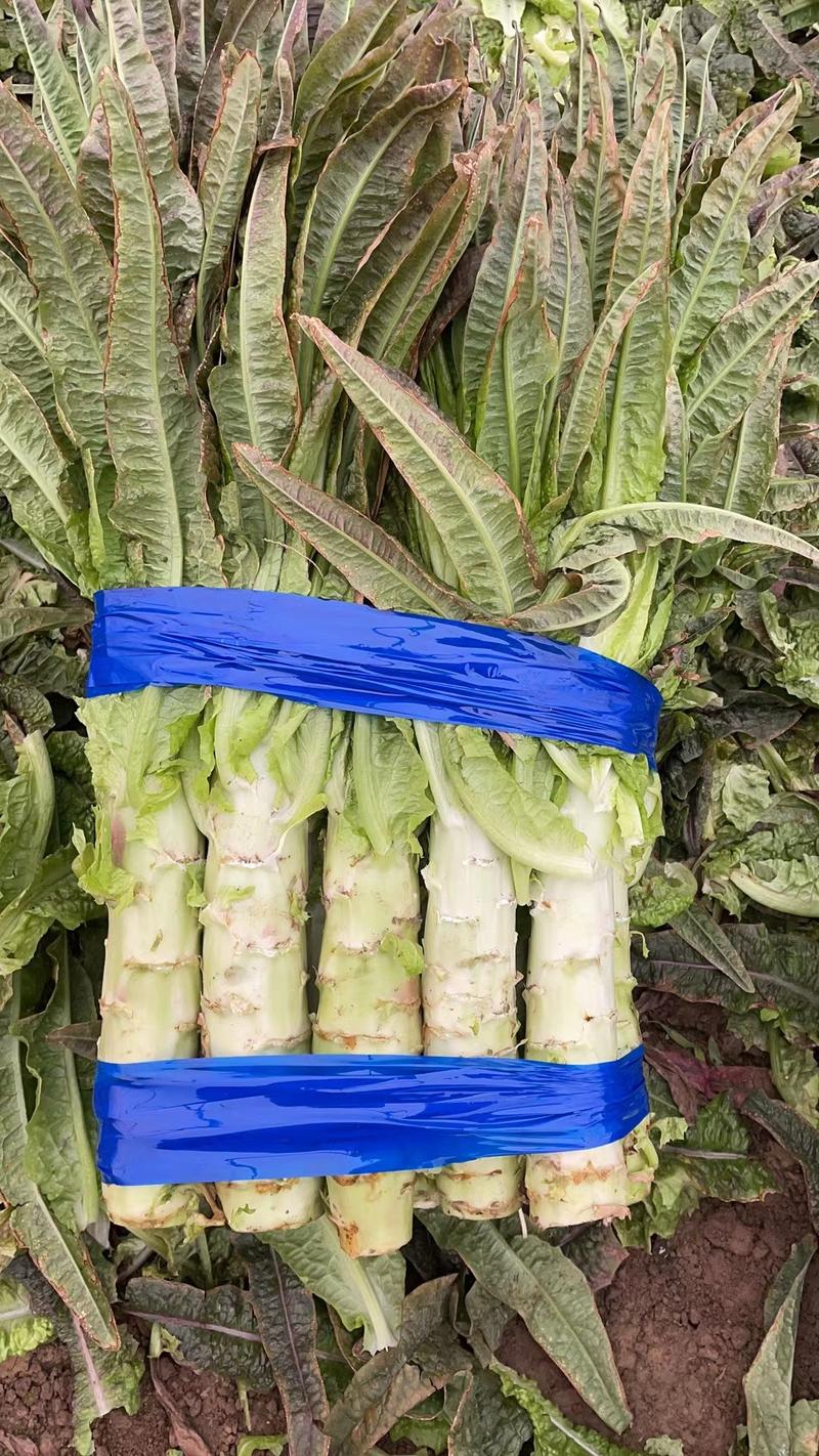 安徽莴苣产地现货现发品种规格多样量大价优一手货