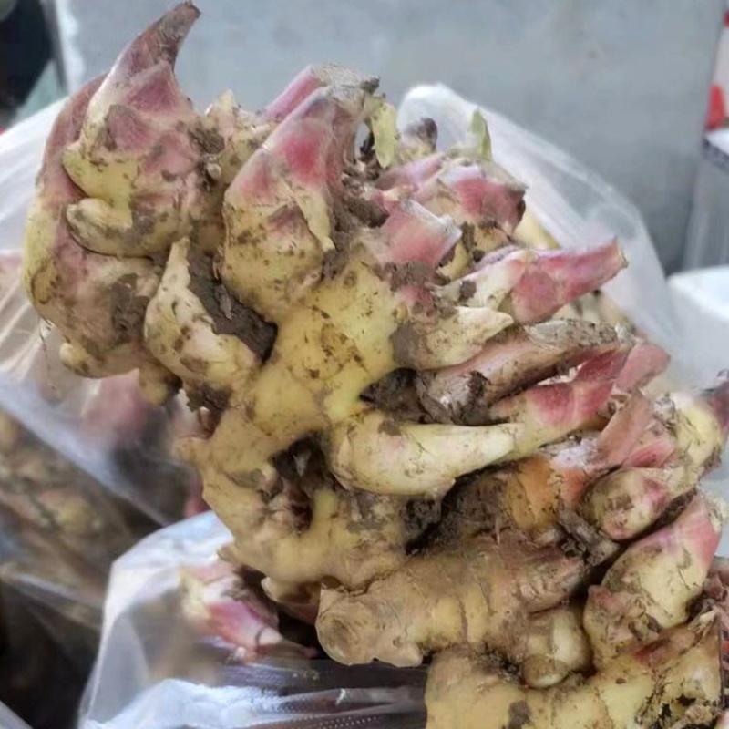 【推荐】四川精品小黄姜大量上市中产地一手货源量大价优
