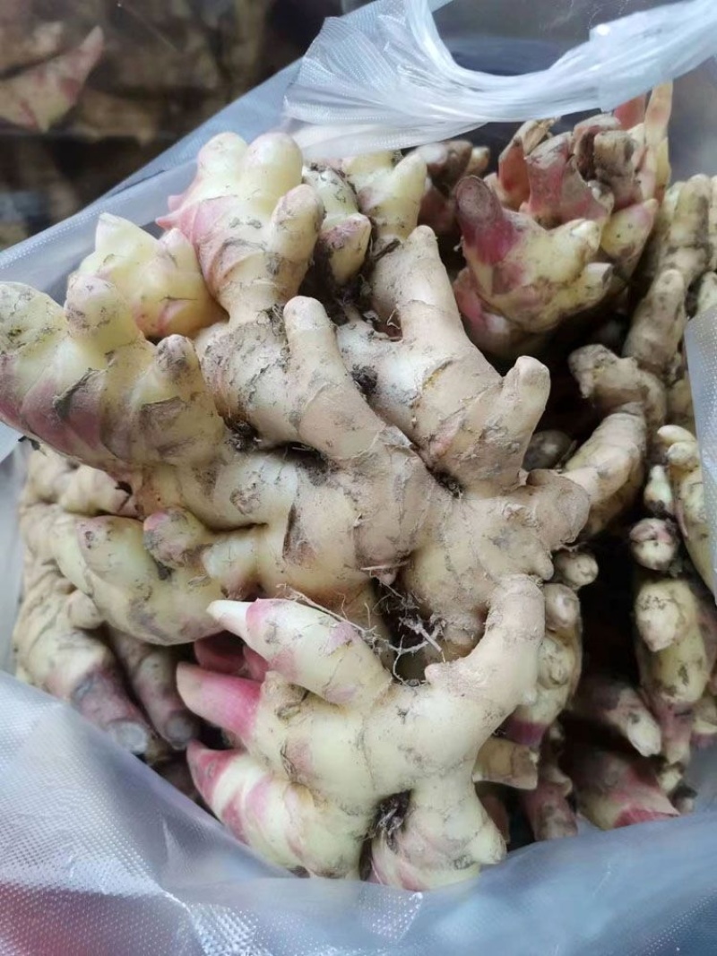 【推荐】四川精品小黄姜大量上市中产地一手货源量大价优