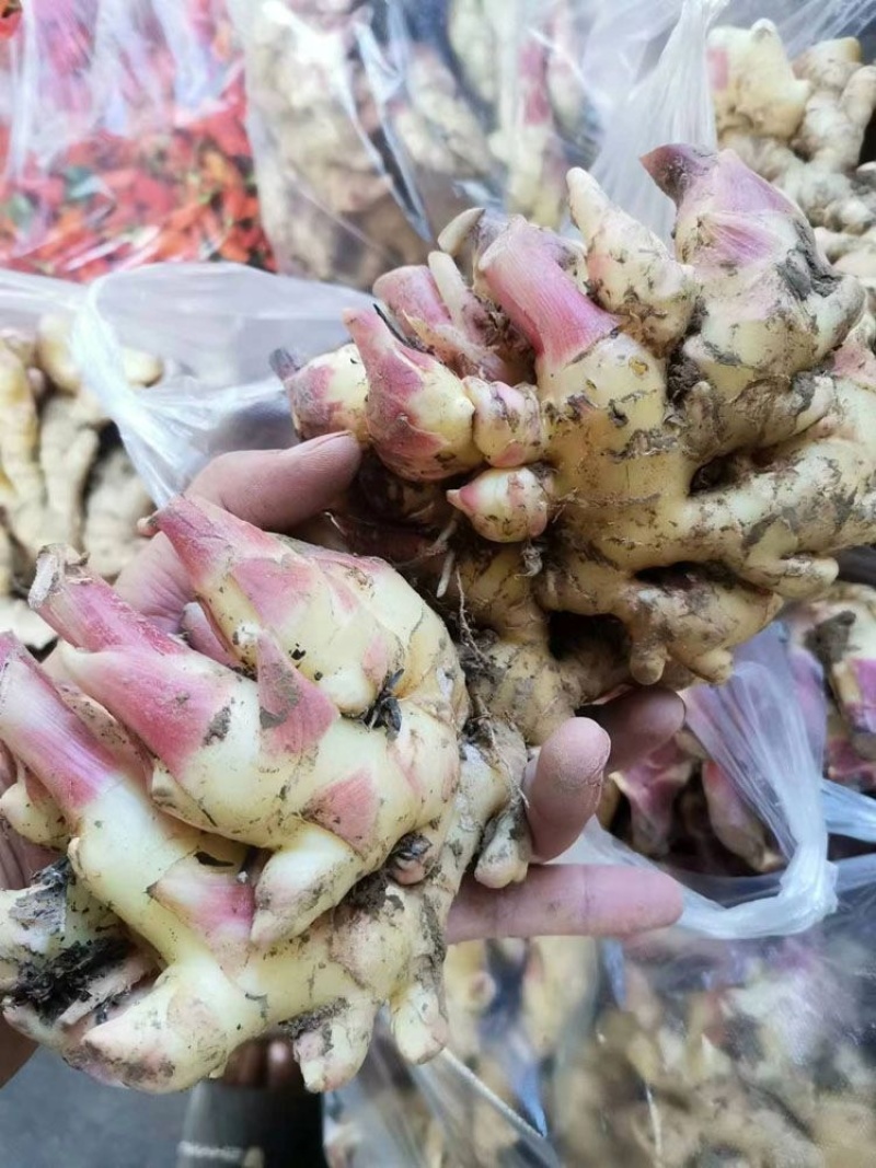 【推荐】四川精品小黄姜大量上市中产地一手货源量大价优