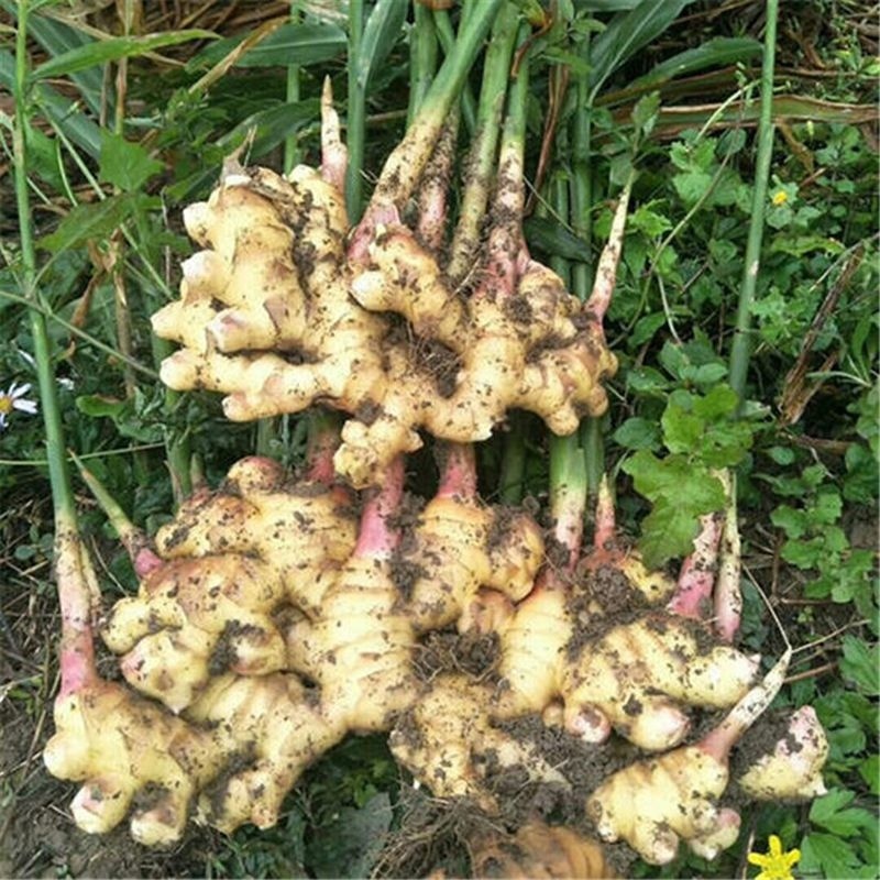 【推荐】四川精品小黄姜大量上市中产地一手货源量大价优