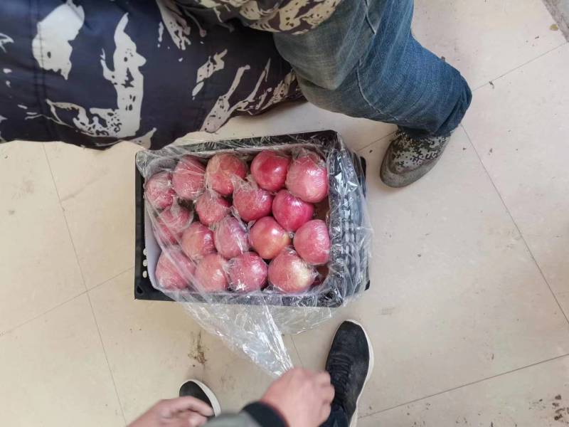 红富士苹果河南红富士大量上市一手货源量大从优！