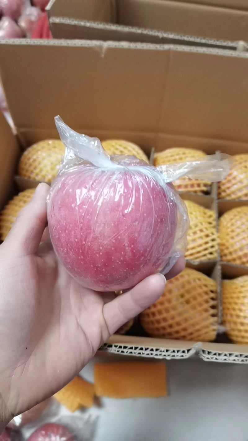 红富士苹果河南红富士大量上市一手货源量大从优！