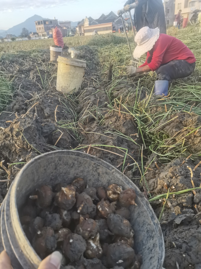 荔浦新鲜正宗马蹄现挖当季脆甜无渣精选大果品质保证