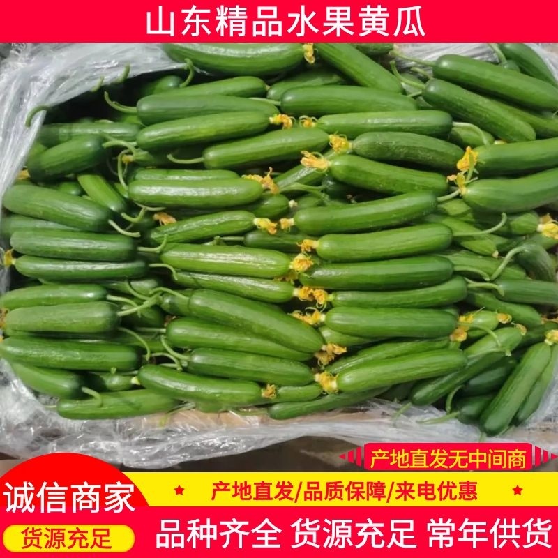 山东水果黄瓜小黄瓜大量供应中产地直供对接电商社区团购