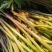 【精品】新鲜江苏芦蒿藜蒿红野芦蒿，白芦蒿带根青芦蒿
