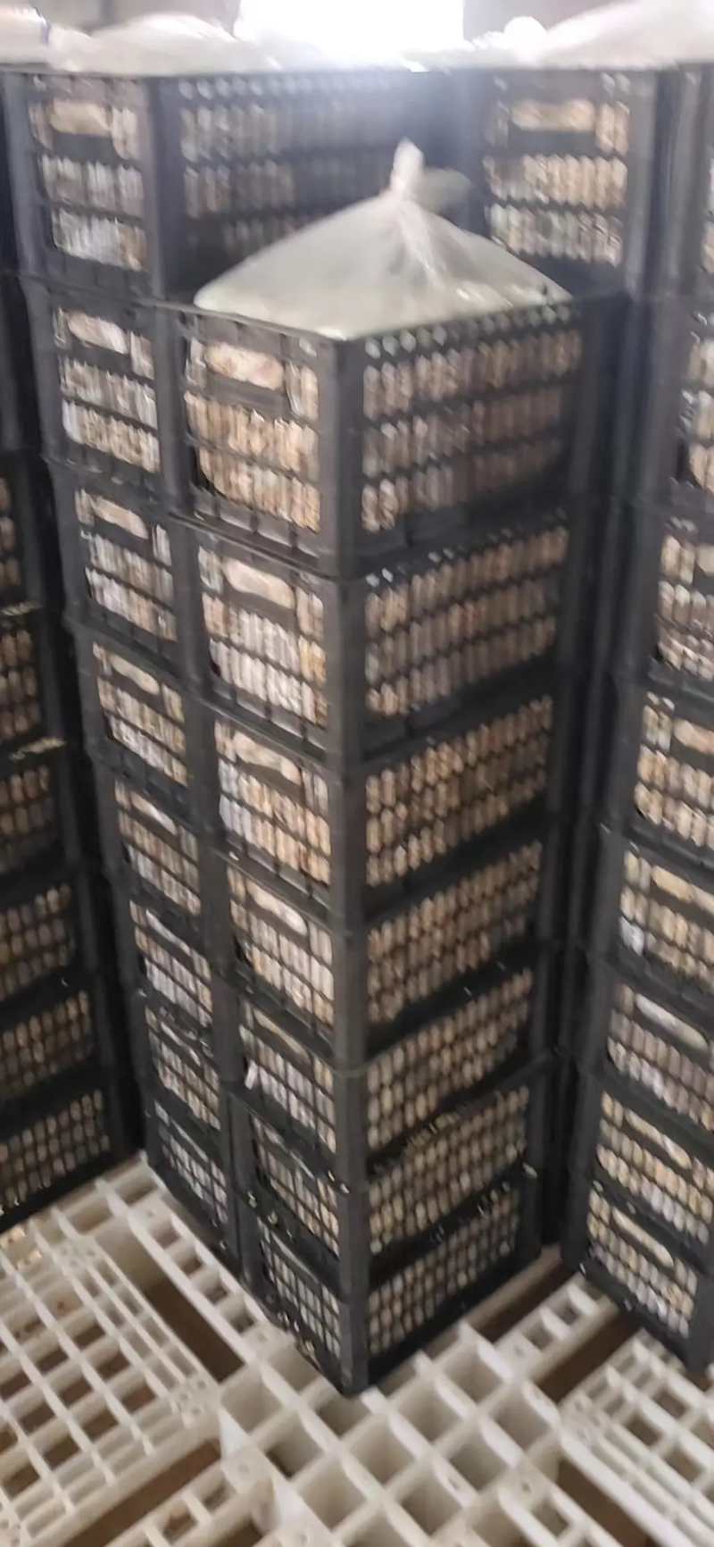 陕西特产精品松花蛋包装齐全量大从优整车走货价格可谈