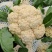 【牛商推荐】菜花1斤紧密乳白可对接商超团购量大从优