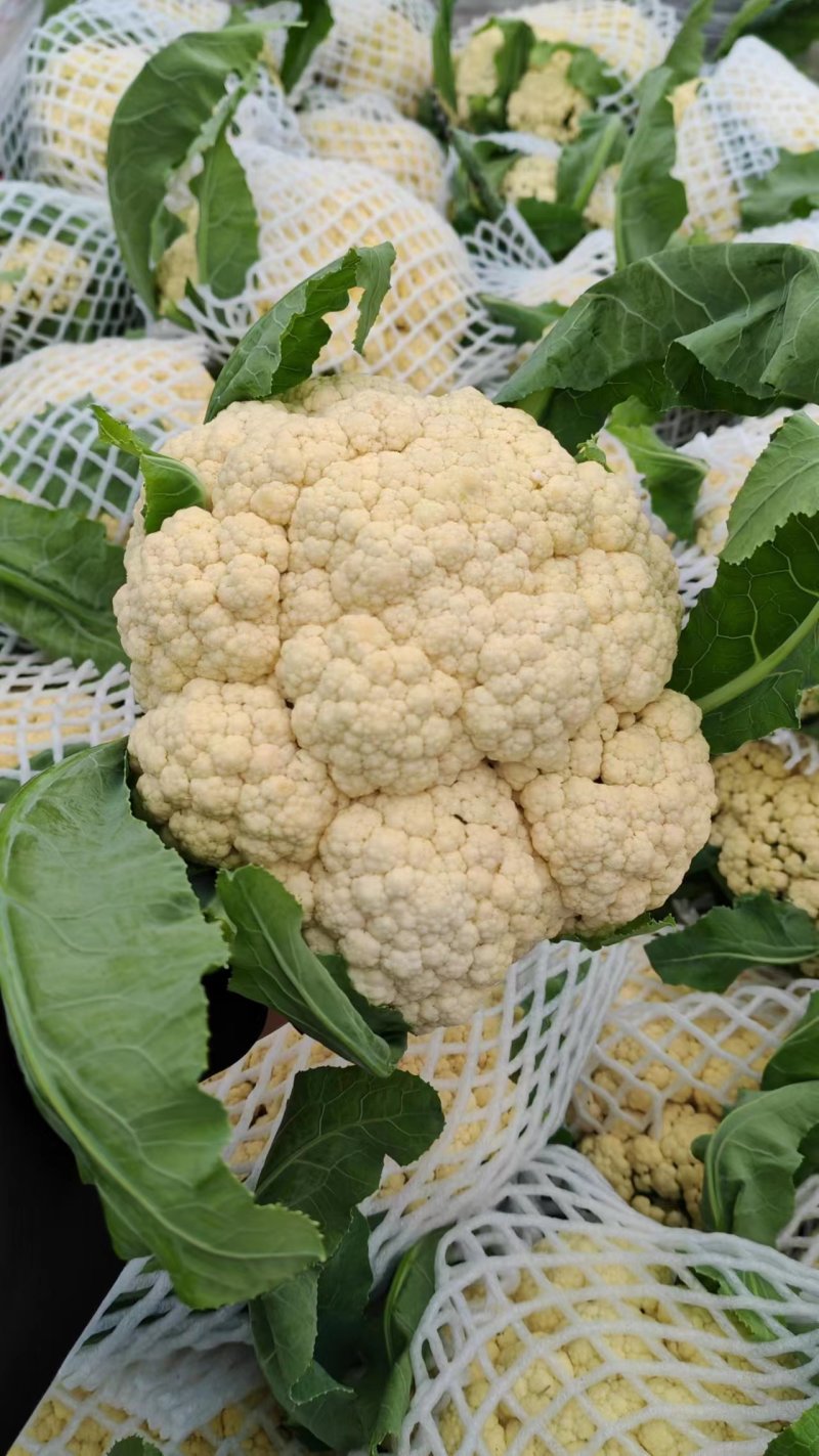 【牛商推荐】菜花1斤紧密乳白可对接商超团购量大从优