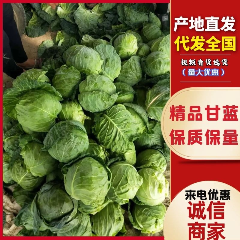 精品甘蓝产地直供质量保证货源充足品种齐全.全国代发
